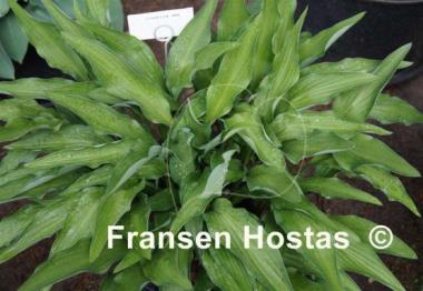 Hosta Lizard Lick