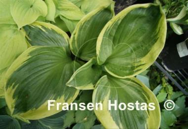 Hosta Lollapalooza