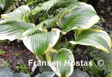 Hosta Lollapalooza
