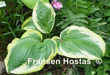 Hosta Lollapalooza
