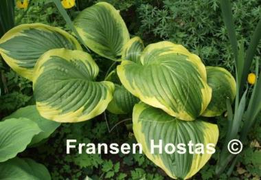 Hosta Lollapalooza