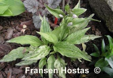 Hosta London Fog