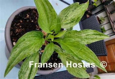Hosta London Fog