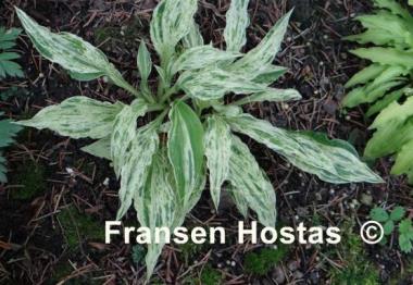 Hosta London Fog