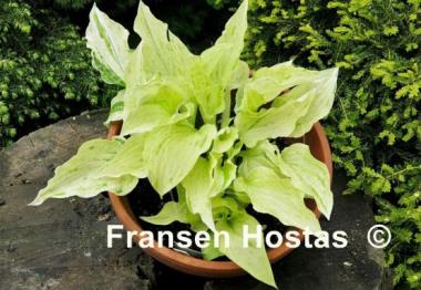 Hosta London Fog