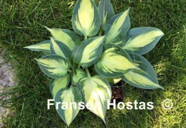 Hosta Lonesome Dove