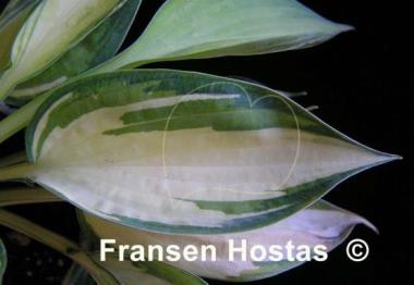 Hosta Lonesome Dove