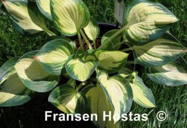 Hosta Lonesome Dove