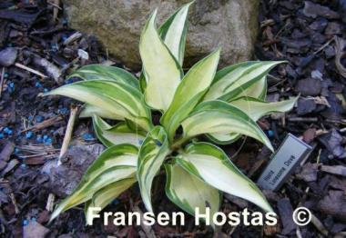 Hosta Lonesome Dove