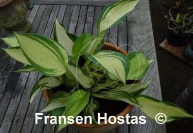 Hosta Lonesome Dove