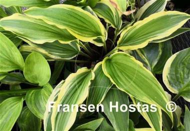 Hosta Long Tail Lights