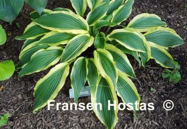 Hosta Long Tail Lights