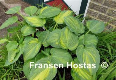 Hosta Looking Good