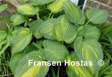Hosta Looking Good