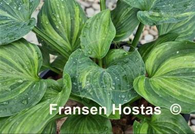 Hosta Looking Good