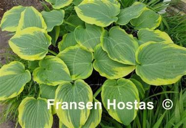 Hosta Looking Great