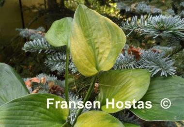 Hosta Lost World