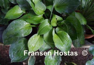 Hosta Lost World