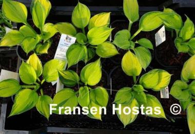 Hosta Lost in Paradise