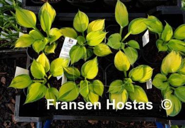 Hosta Lost in Paradise