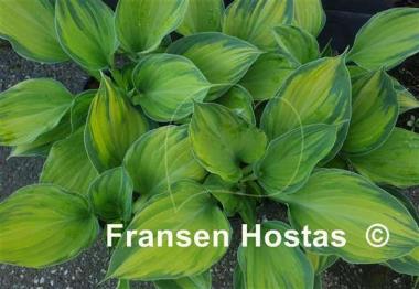Hosta Lost in Paradise