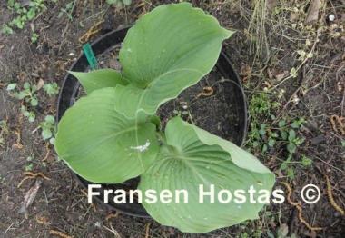 Hosta Lothar the Giant