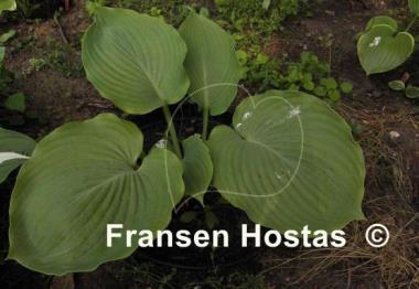 Hosta Lothar the Giant