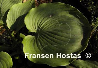 Hosta Lothar the Giant