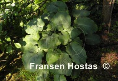 Hosta Lothar the Giant