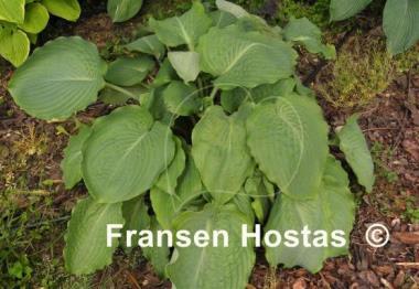 Hosta Lothar the Giant