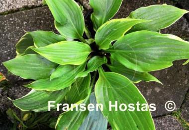 Hosta Louie Louie