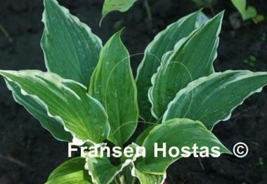 Hosta Louie Louie