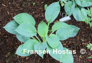 Hosta Love Burst