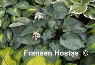 Hosta Love Pat