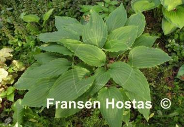 Hosta Love Song