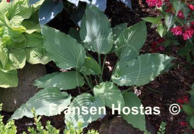 Hosta Love Song