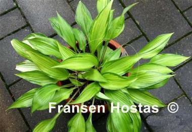 Hosta Love of My Life