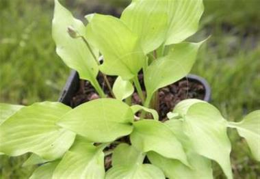 Hosta Lovely Loretta