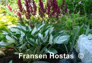 Hosta Loyalist