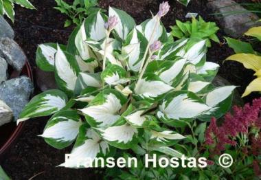Hosta Loyalist