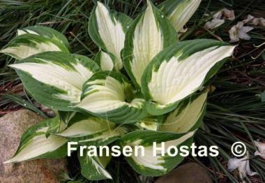 Hosta Loyalist