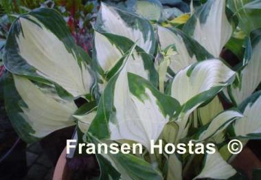Hosta Loyalist