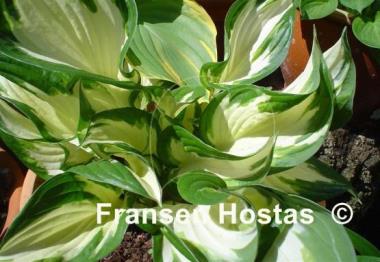 Hosta Loyalist