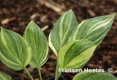 Hosta Luca