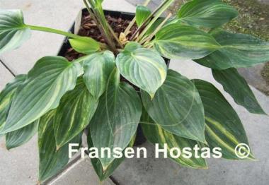 Hosta Luca