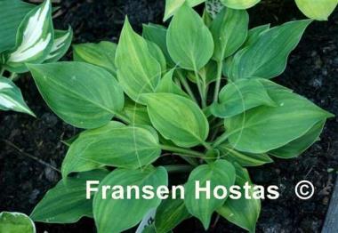 Hosta Luca