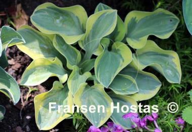 Hosta Lucky Mouse
