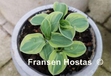Hosta Lucky Mouse