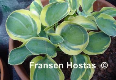 Hosta Lucky Mouse