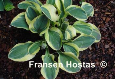 Hosta Lucky Mouse